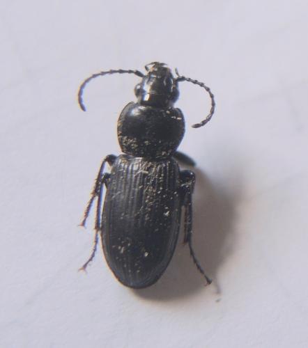 Pterostichus nigrita